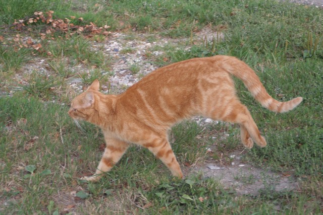 Cat Behavior Described Compiled By Dr Sarah Ellis Helen Zulch And Jenna Kiddie