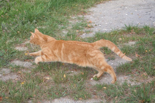 Cat Behavior Described Compiled By Dr Sarah Ellis Helen Zulch And Jenna Kiddie