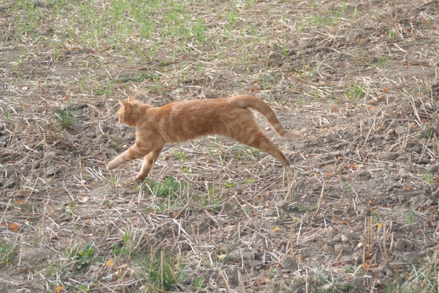 Cat Behavior Described Compiled By Dr Sarah Ellis Helen Zulch And Jenna Kiddie