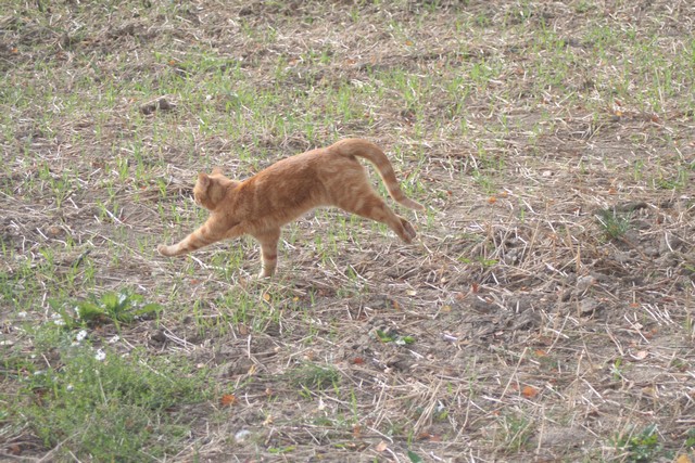 Cat Behavior Described Compiled By Dr Sarah Ellis Helen Zulch And Jenna Kiddie