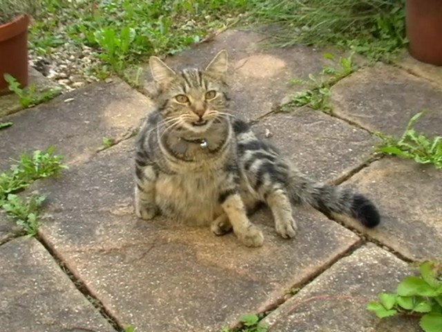 Cat Behavior Described Compiled By Dr Sarah Ellis Helen Zulch And Jenna Kiddie